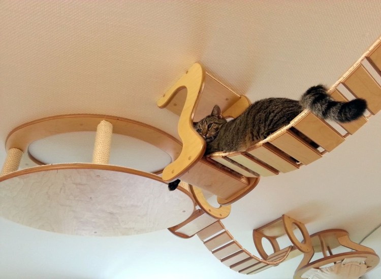 Для котов лазалки