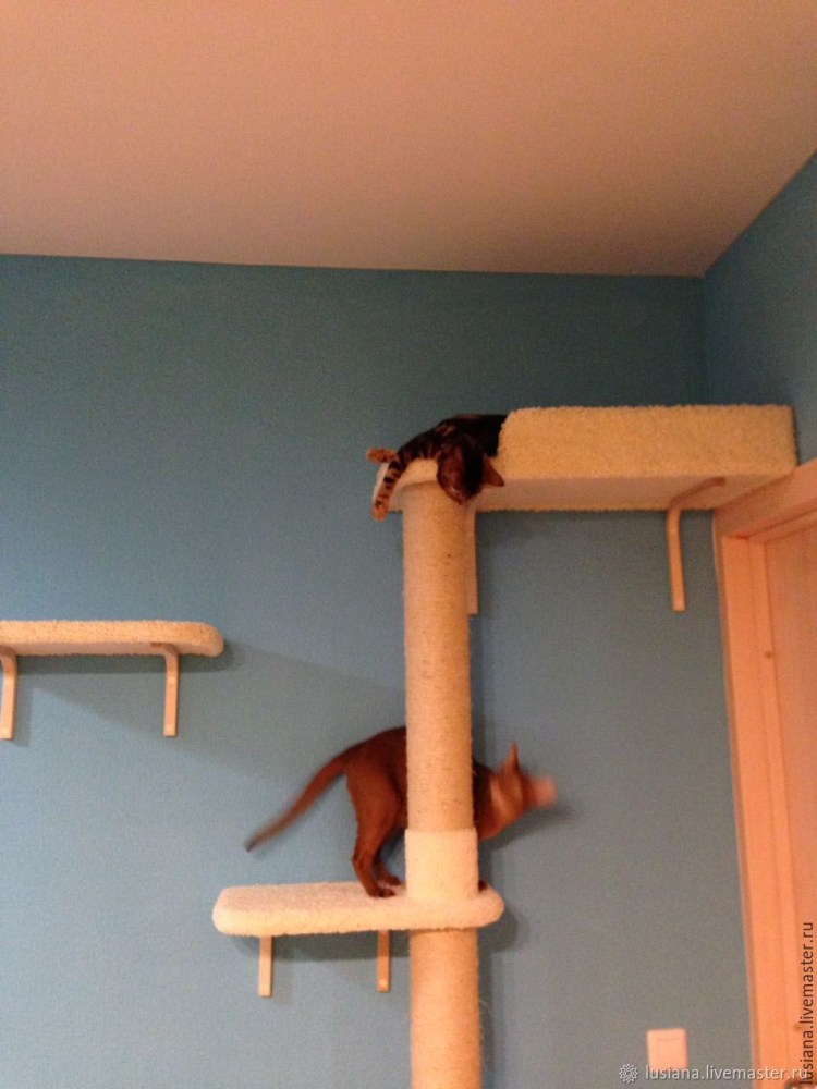 Кошкин дом для Мейн куна