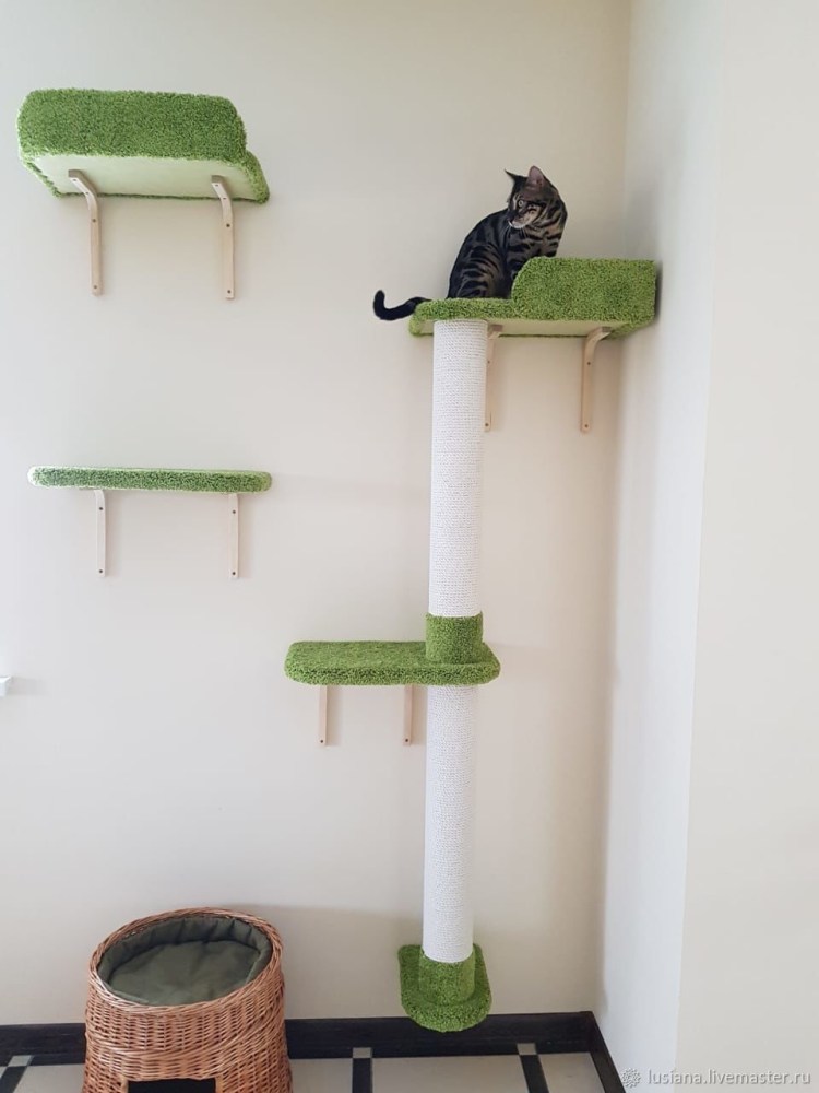 Когтеточка Эверест