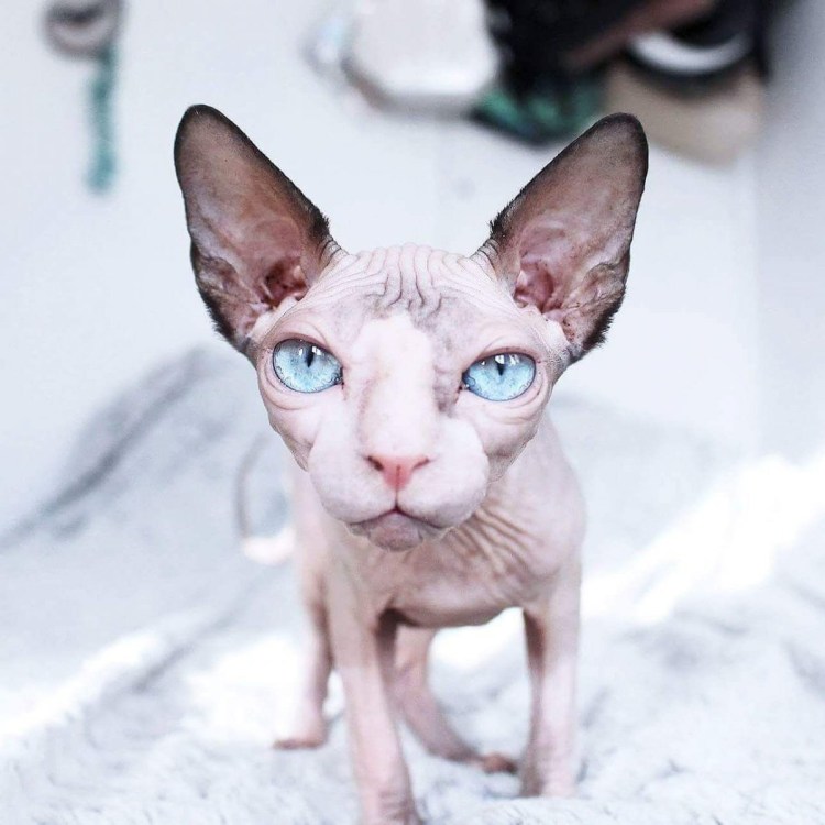 Донской сфинкс белый