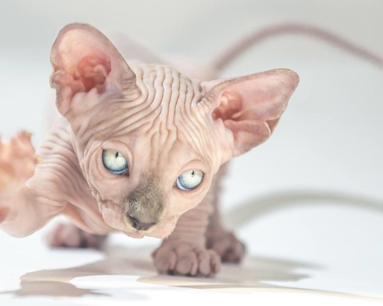Кот сфинкс с разными глазами