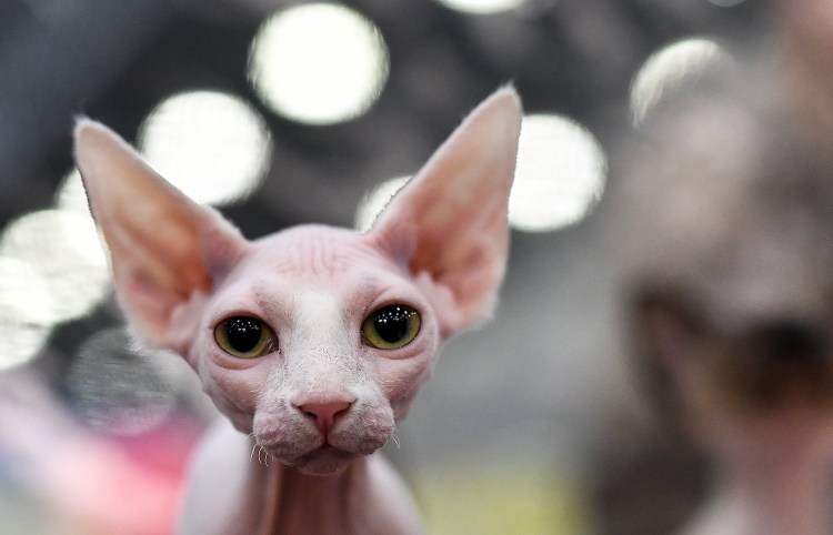 Канадский сфинкс белый