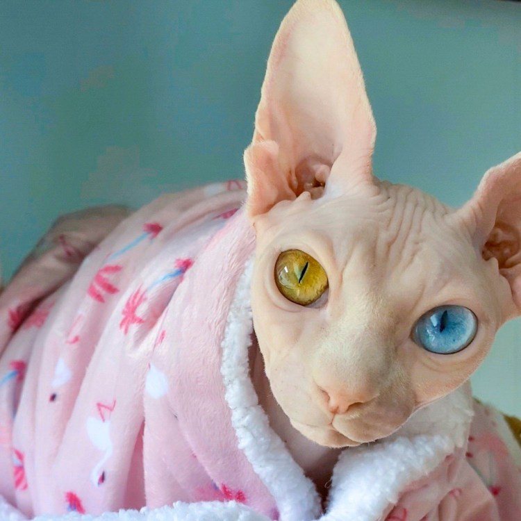 Сфинкс с голубыми глазами