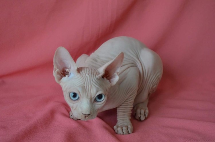 Канадский сфинкс альбинос