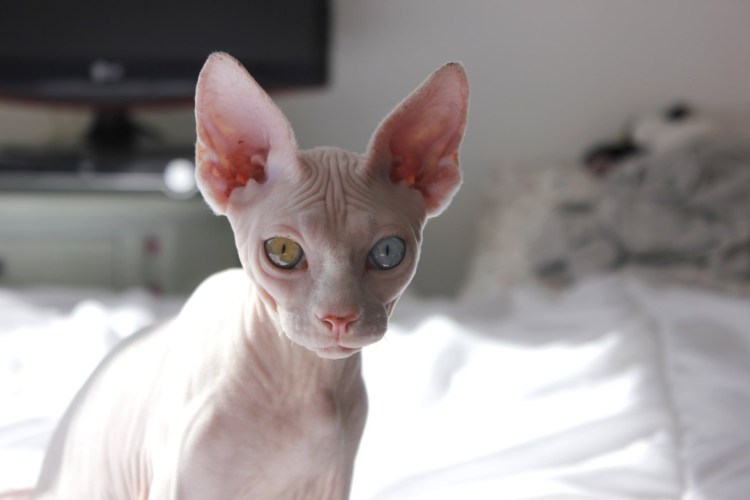 Девон рекс гетерохромия