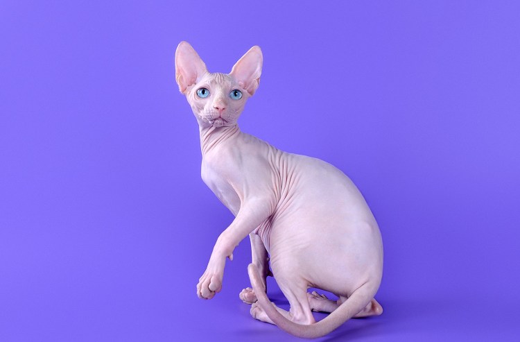 Канадский сфинкс белый
