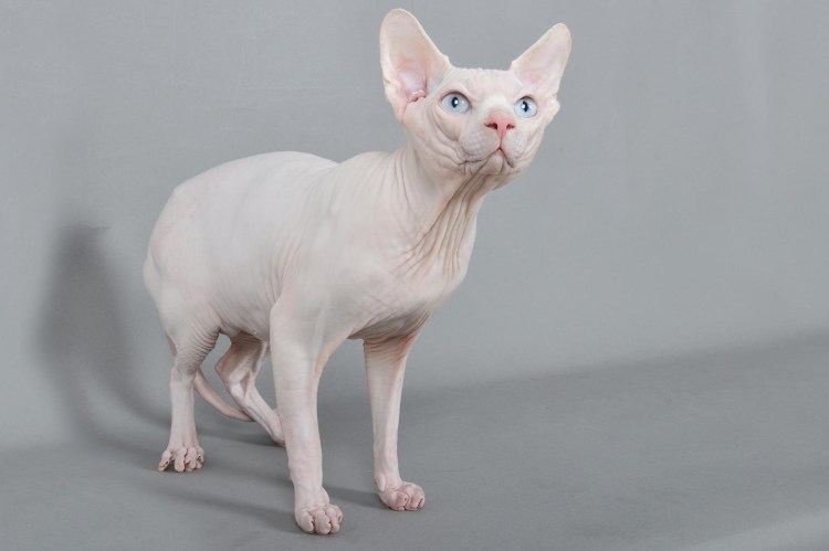 Канадский сфинкс разноглазый