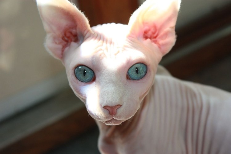 Канадский сфинкс голубого окраса