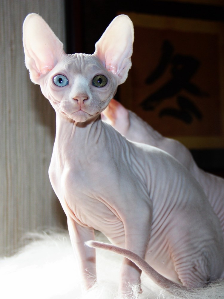 Канадский сфинкс разноглазый