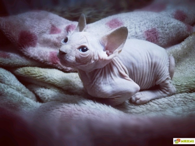 Порода кошек Форин Вайт