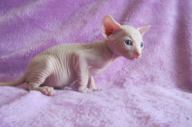 Лапы сфинкса кота