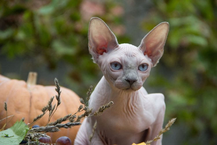 Сфинкс кошка белая