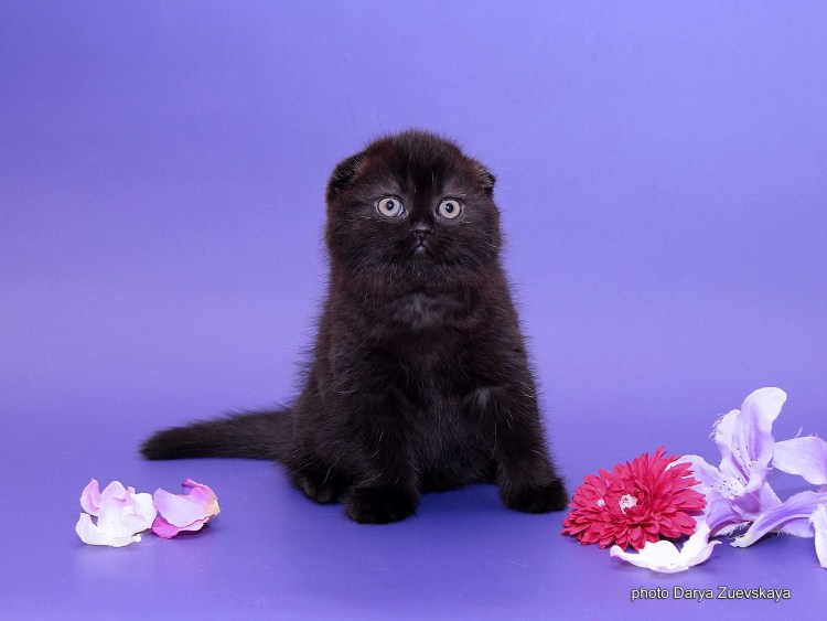 Вислоухие котята британцы черные