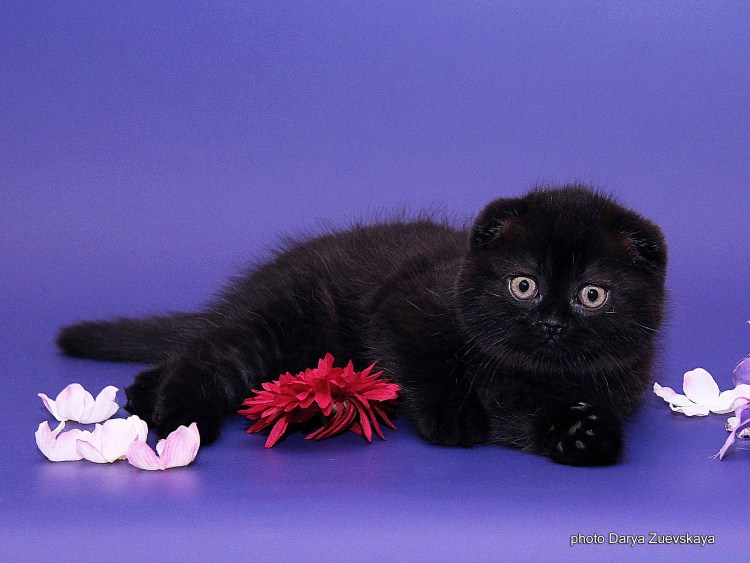 Шотландский вислоухий кот черный