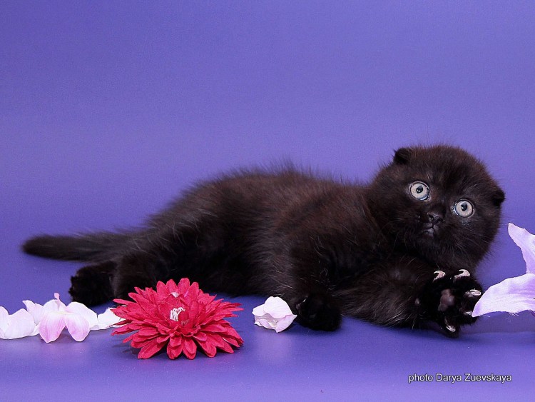 Черные Шотландские вислоухие котята