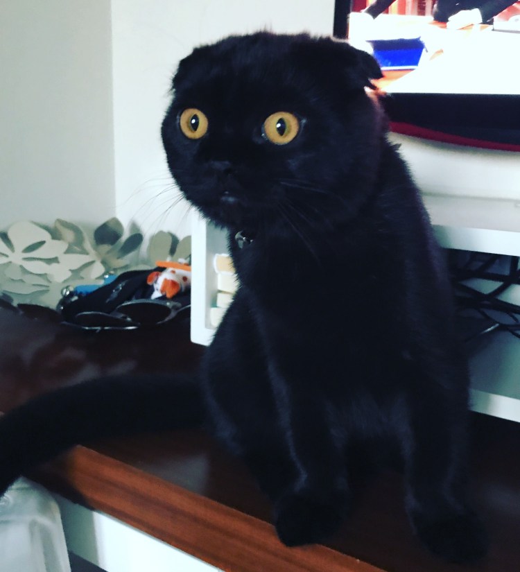 Скоттиш фолд котята черные