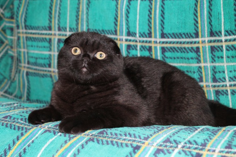 Скоттиш-фолд Шотландская вислоухая кошка черная