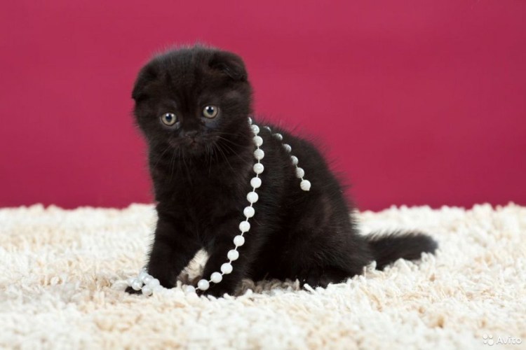 Скоттиш-фолд Шотландская вислоухая кошка черная