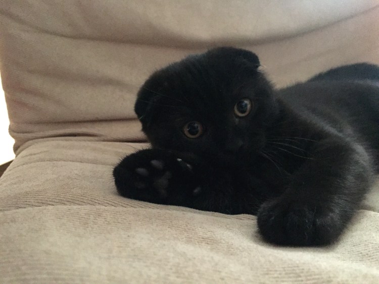 Шотландская вислоухая кошка черная