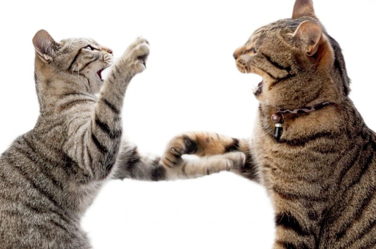 Котята дерутся