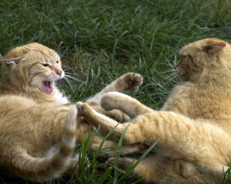 Драка котов