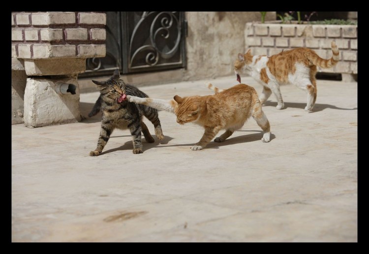 Котики дерутся