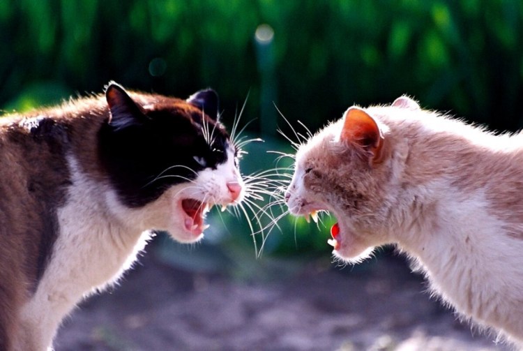 Драка котов