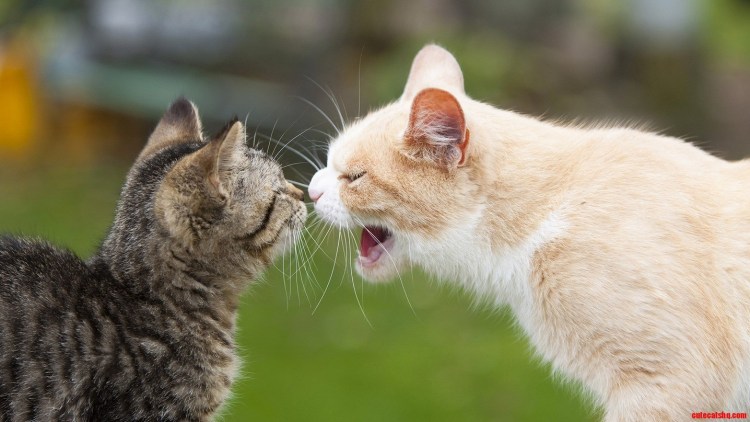 Котики спорят