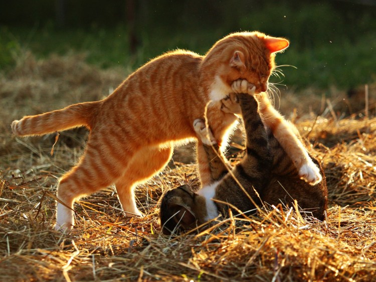 Два кота дерутся