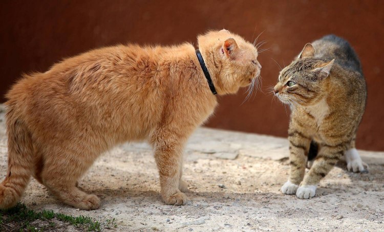 Коты сражаются