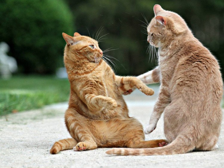 Инстинкты кошек