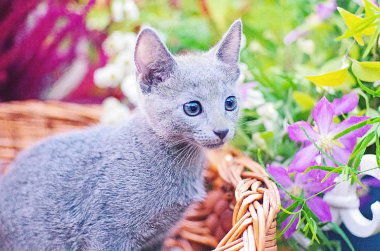 Сибирский Нибелунг