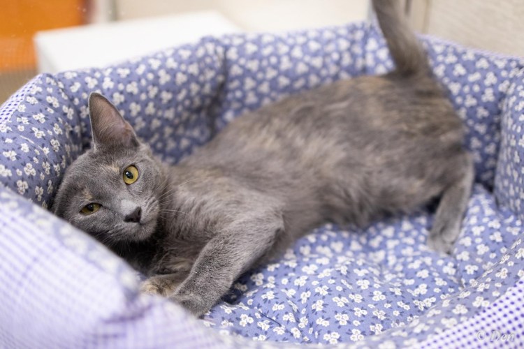 Нибелунг кошка