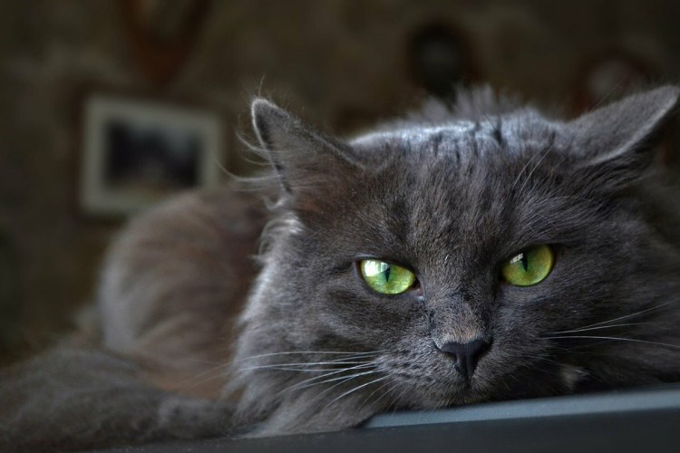 Русская голубая кошка