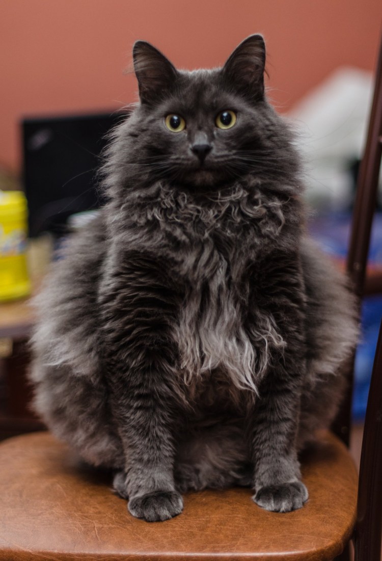 Кот Нибелунг