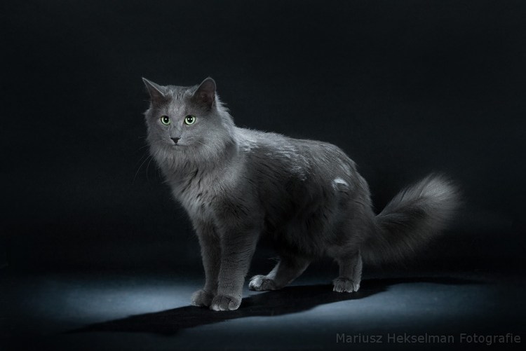 Сибирский Нибелунг длинношерстный