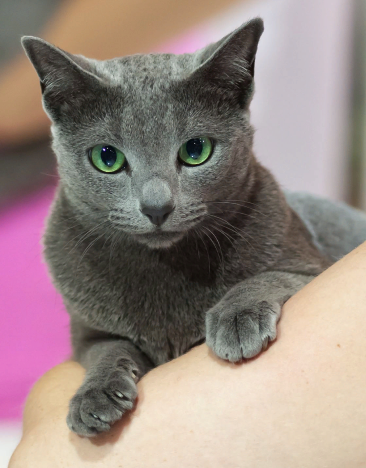 Сибирская голубая гладкошерстная