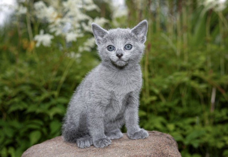 Русская голубая кошка длинношерстная