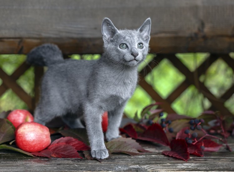 Нибелунг длинношерстная