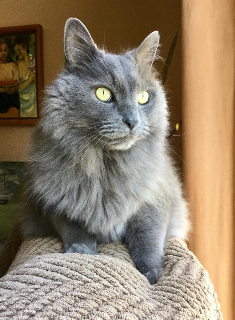 Кот Сибирский Нибелунг