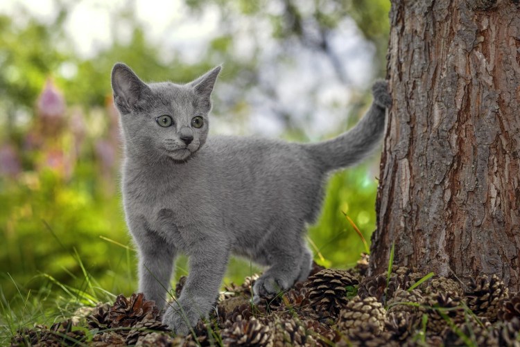 Нибелунг порода кошек