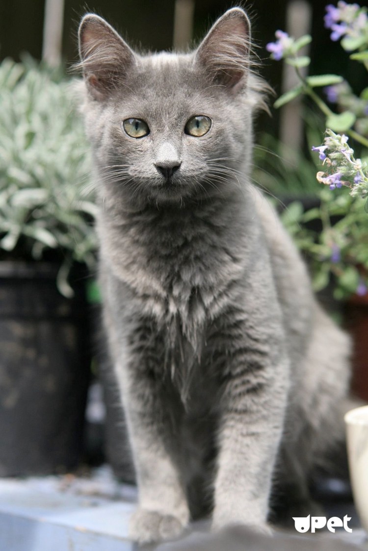 Кот Нибелунг