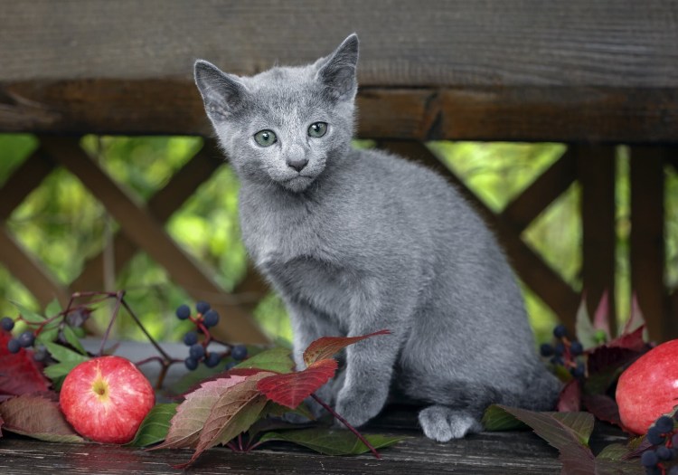 Нибелунг порода кошек