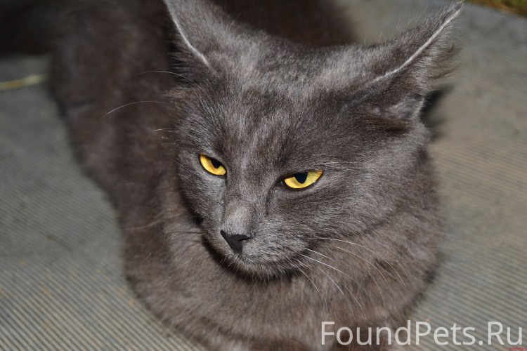 Нибелунг порода кошек