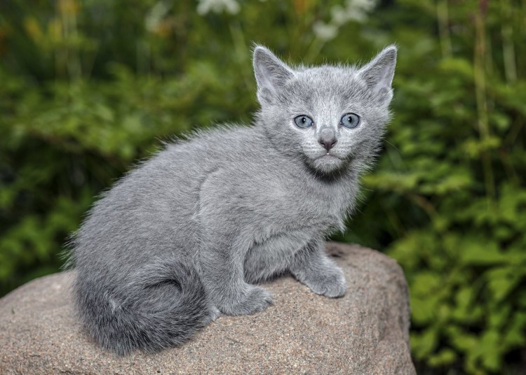 Русская голубая длинношерстная Нибелунг