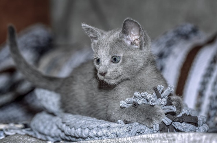 Котенок русская голубая Ижевск