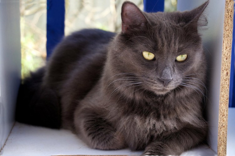 Сибирский Нибелунг длинношерстный