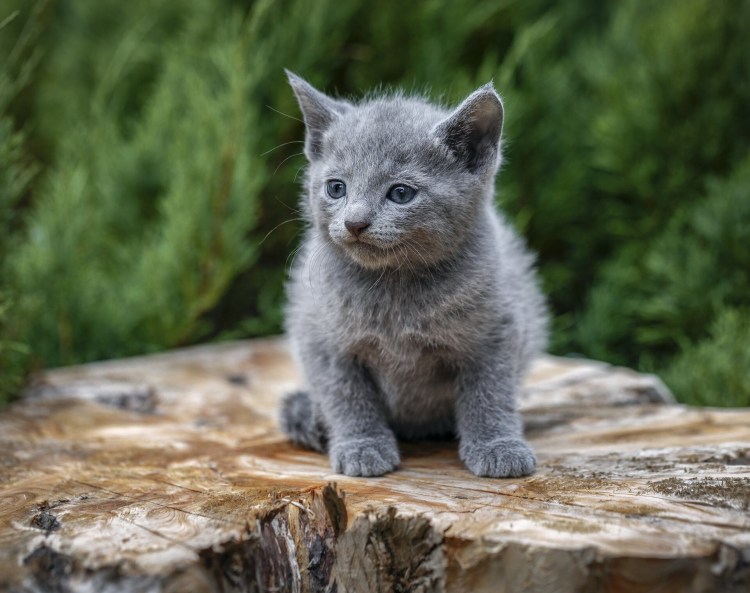 Мэйкун голубой Солид