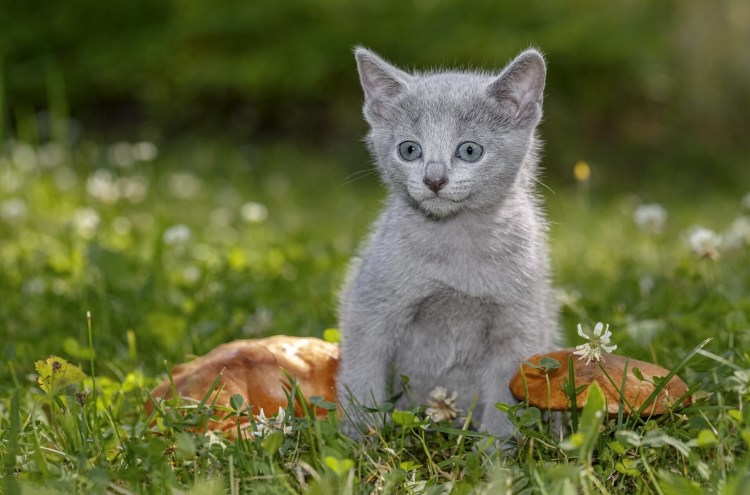 Голубой Нибелунг кот