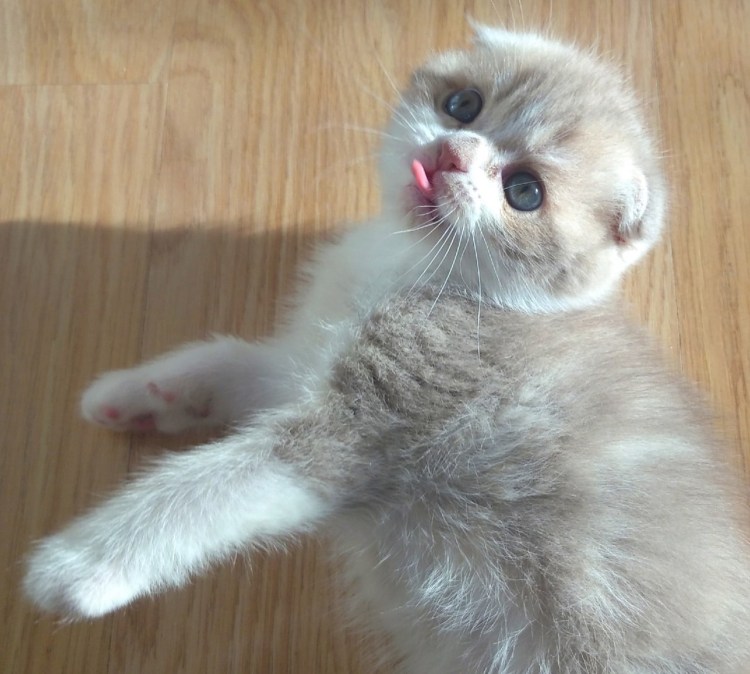 Строение ушей у вислоухих кошек